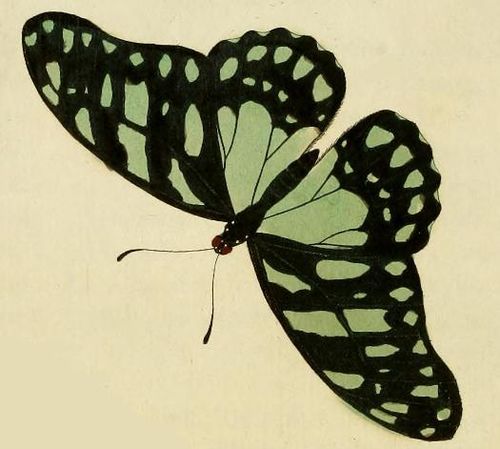 Graphium leonidas